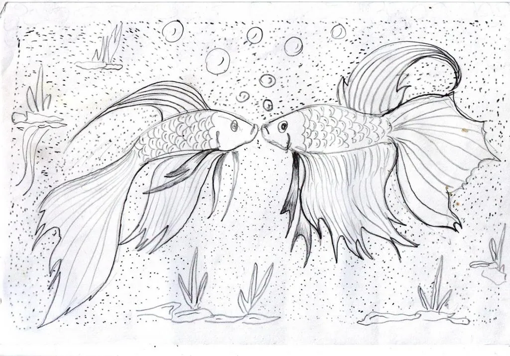 Kumpulan Gambar Sketsa Ikan Cupang, Keren dan Bagus! 10 sketsa ikan cupang