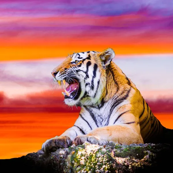 Kumpulan Gambar Harimau Keren Terlengkap 13 gambar harimau keren