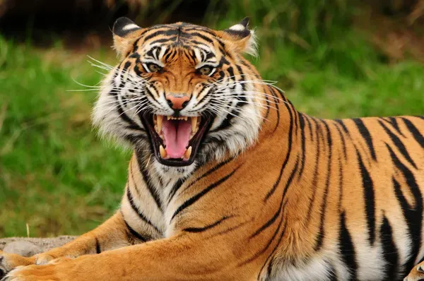 Kumpulan Gambar Harimau Keren Terlengkap 16 gambar harimau keren