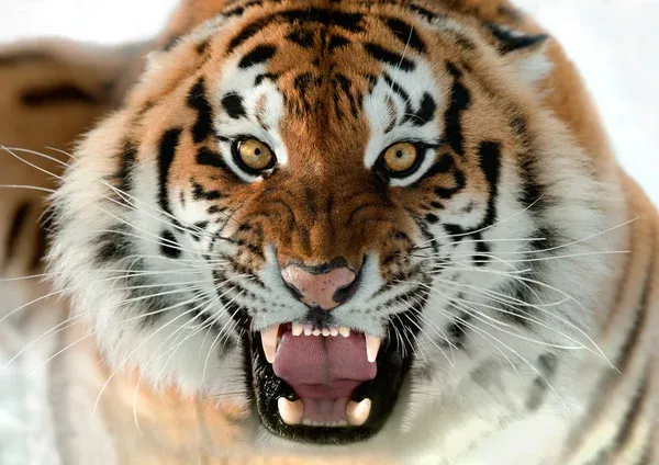 Kumpulan Gambar Harimau Keren Terlengkap 17 gambar harimau keren
