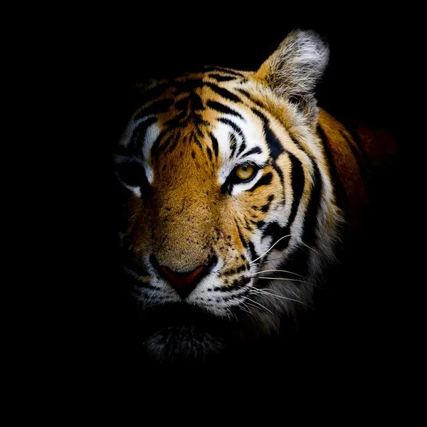 Kumpulan Gambar Harimau Keren Terlengkap 4 gambar harimau keren