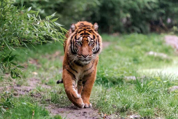 Kumpulan Gambar Harimau Keren Terlengkap 8 gambar harimau keren