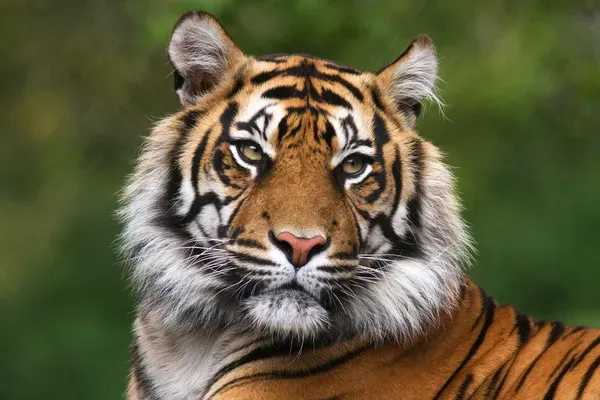 Kumpulan Gambar Harimau Keren Terlengkap 9 gambar harimau keren