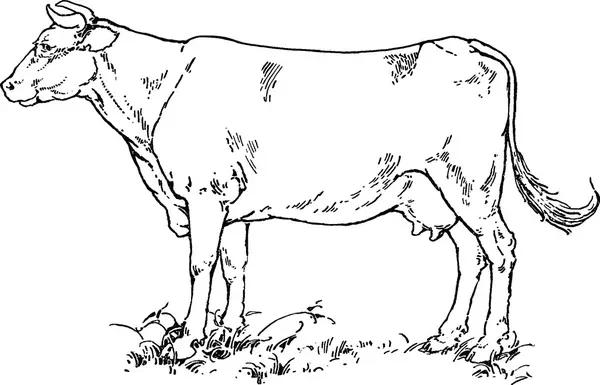 Kumpulan Sketsa Sapi Yang Bagus Terlengkap 3 sketsa sapi