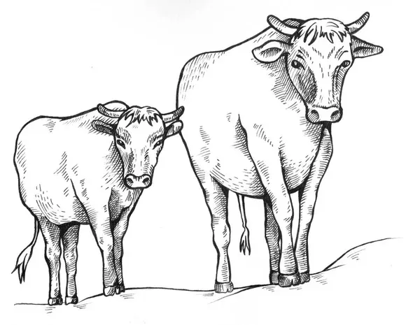 Kumpulan Sketsa Sapi Yang Bagus Terlengkap 10 sketsa sapi