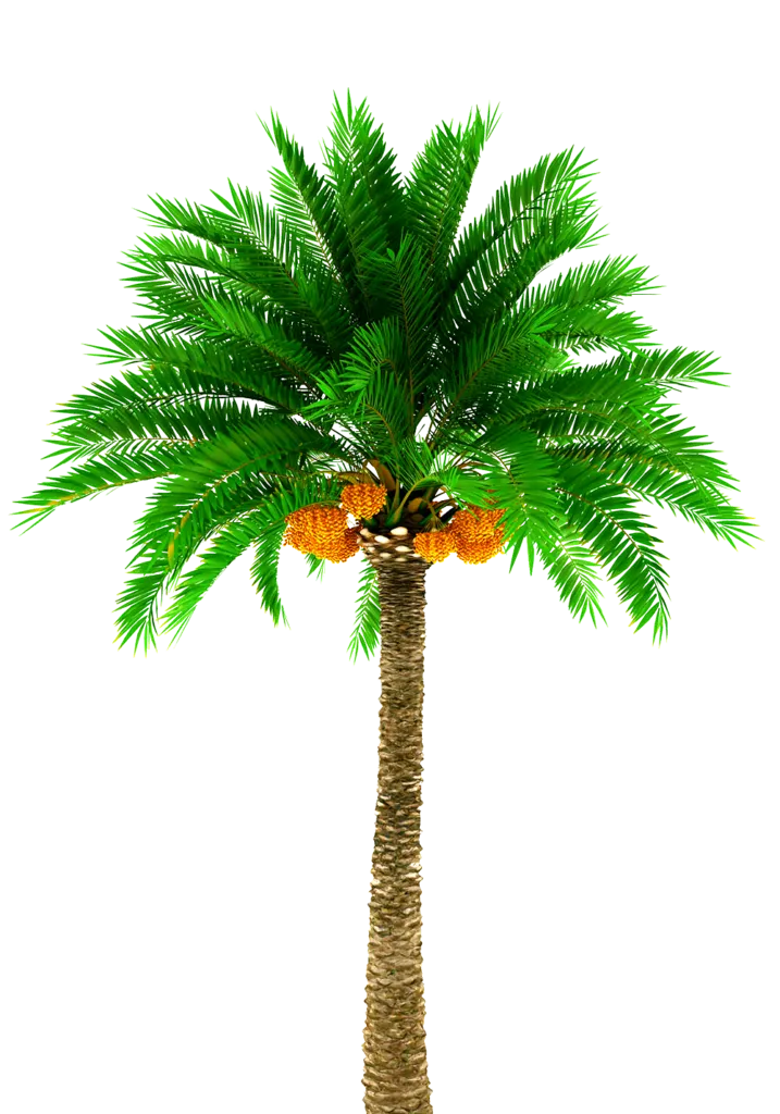 Kumpulan Gambar Kurma PNG Terbagus dan Terlengkap 7 kurma png