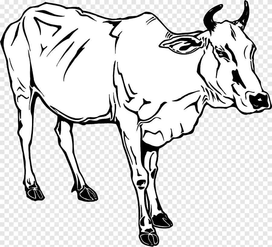 Kumpulan Gambar Mewarnai Sapi Yang Siap Untuk Diwarnai! 4 mewarnai sapi