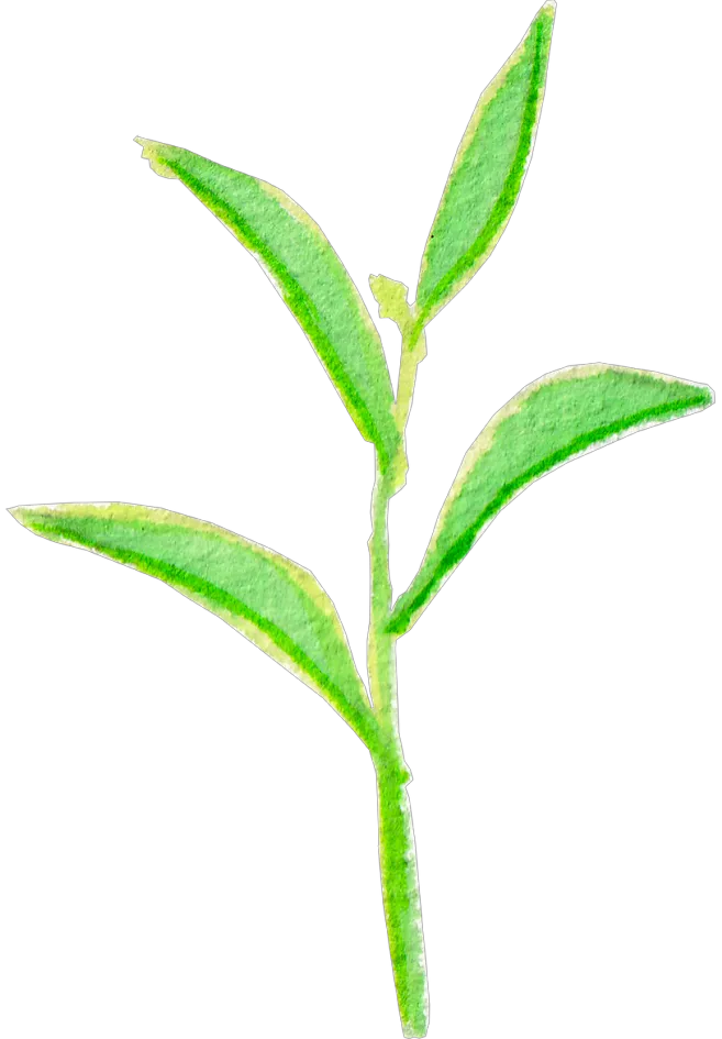 Kumpulan Logo Teh Pucuk Terbagus dan Paling Menarik 12 Logo Teh Pucuk