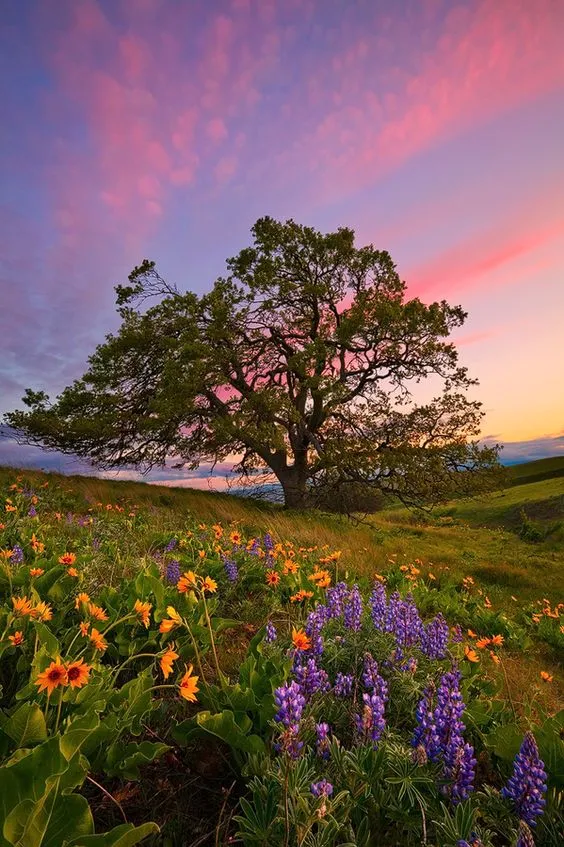 Kumpulan Foto Pemandangan Aesthetic Terbagus dan Terlengkap 20 Foto Pemandangan Aesthetic
