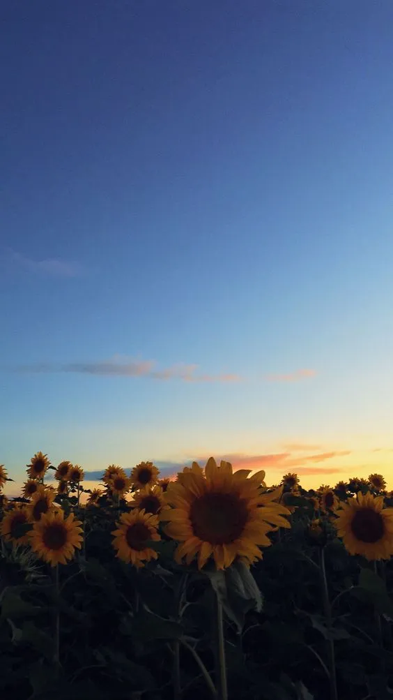 Kumpulan Foto Pemandangan Aesthetic Terbagus dan Terlengkap 27 Foto Pemandangan Aesthetic
