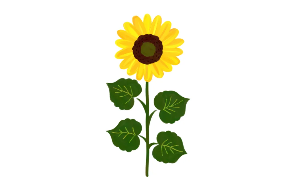 Gambar Bunga Matahari Kartun