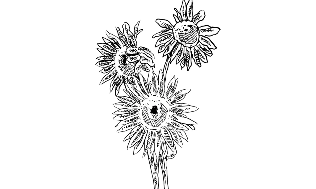 Kumpulan Gambar Bunga Matahari Sketsa Terbagus dan Terlengkap 3 Gambar Bunga Matahari Sketsa