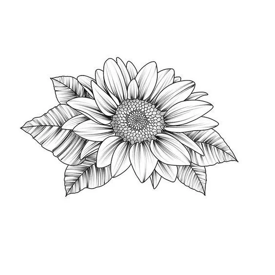 Kumpulan Gambar Bunga Matahari Sketsa Terbagus dan Terlengkap 29 Gambar Bunga Matahari Sketsa