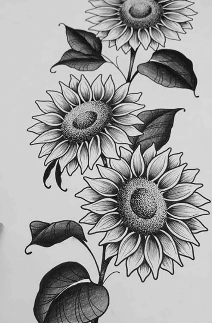 Kumpulan Gambar Bunga Matahari Sketsa Terbagus dan Terlengkap 24 Gambar Bunga Matahari Sketsa