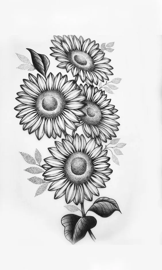 Kumpulan Gambar Bunga Matahari Sketsa Terbagus dan Terlengkap 23 Gambar Bunga Matahari Sketsa