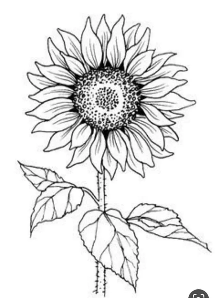 Kumpulan Gambar Bunga Matahari Sketsa Terbagus dan Terlengkap 19 Gambar Bunga Matahari Sketsa