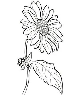 Kumpulan Gambar Bunga Matahari Sketsa Terbagus dan Terlengkap 17 Gambar Bunga Matahari Sketsa