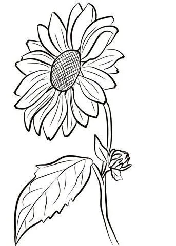Kumpulan Gambar Bunga Matahari Sketsa Terbagus dan Terlengkap 35 Gambar Bunga Matahari Sketsa