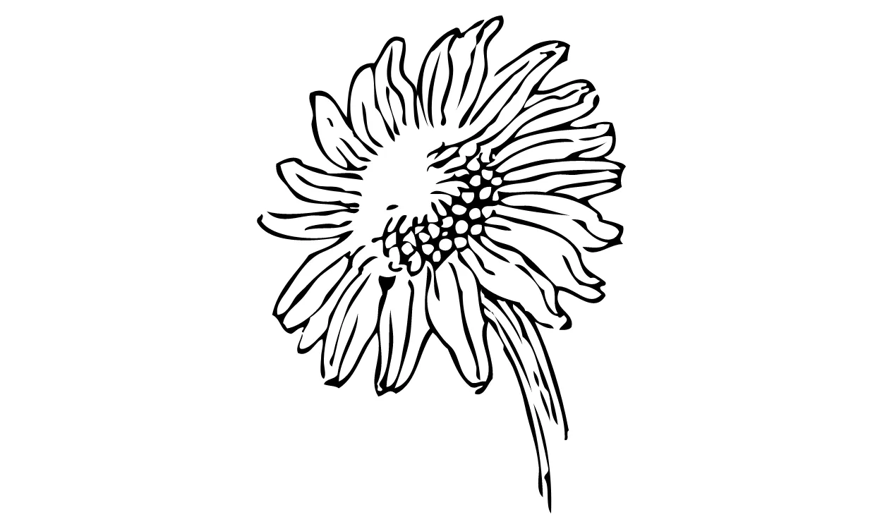 Kumpulan Gambar Bunga Matahari Sketsa Terbagus dan Terlengkap 9 Gambar Bunga Matahari Sketsa