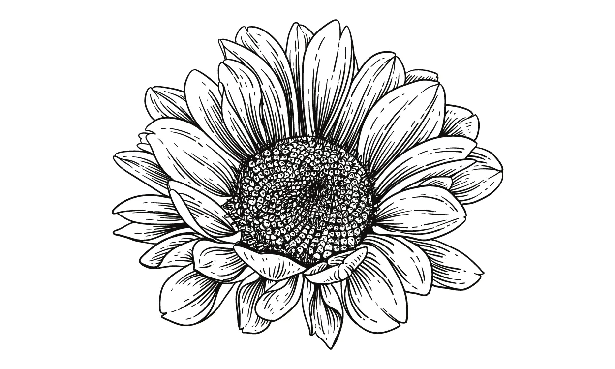 Kumpulan Gambar Bunga Matahari Sketsa Terbagus dan Terlengkap 8 Gambar Bunga Matahari Sketsa