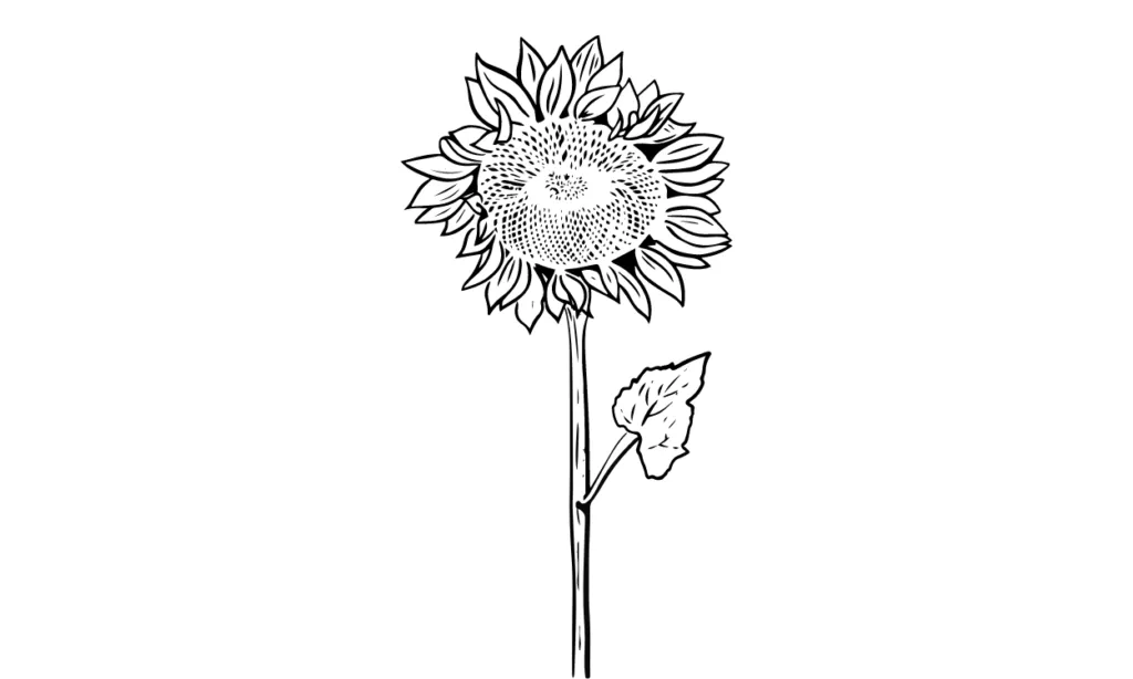 Kumpulan Gambar Bunga Matahari Sketsa Terbagus dan Terlengkap 7 Gambar Bunga Matahari Sketsa