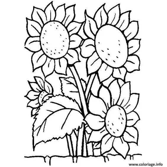 Kumpulan Gambar Bunga Matahari Sketsa Terbagus dan Terlengkap 33 Gambar Bunga Matahari Sketsa