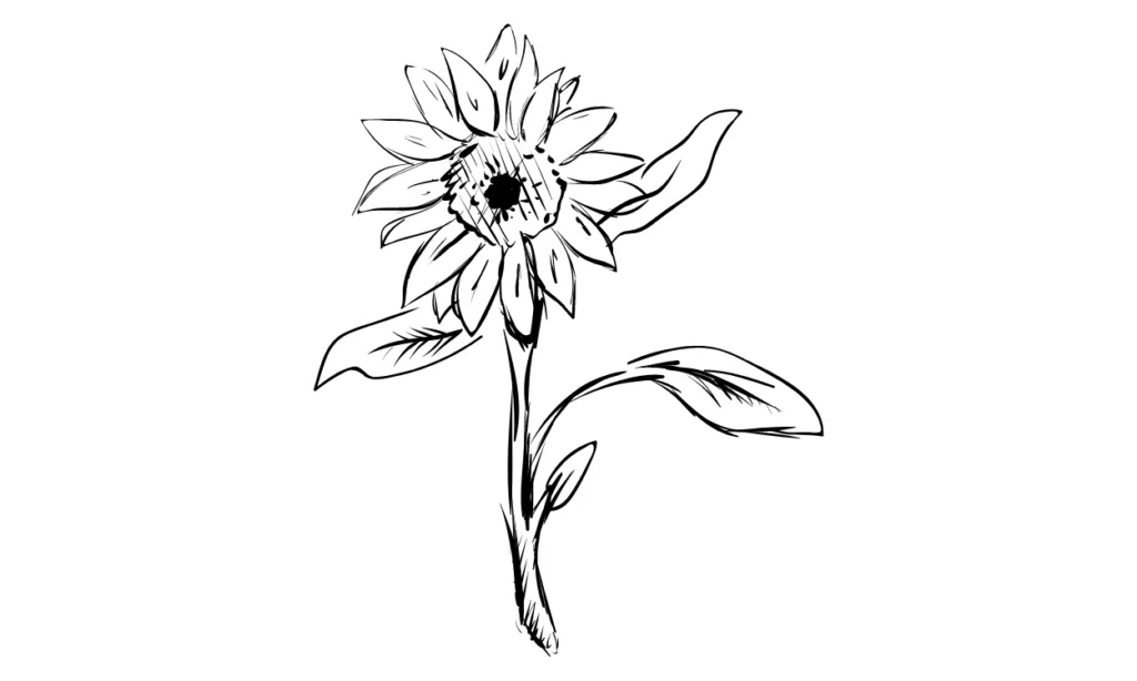 Kumpulan Gambar Bunga Matahari Sketsa Terbagus dan Terlengkap 6 Gambar Bunga Matahari Sketsa