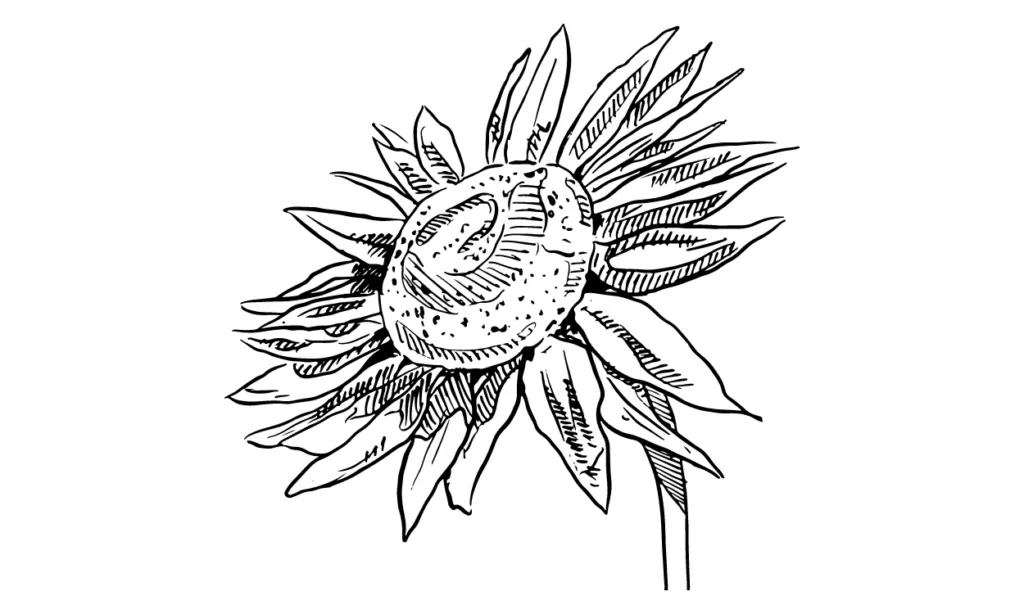 Kumpulan Gambar Bunga Matahari Sketsa Terbagus dan Terlengkap 5 Gambar Bunga Matahari Sketsa