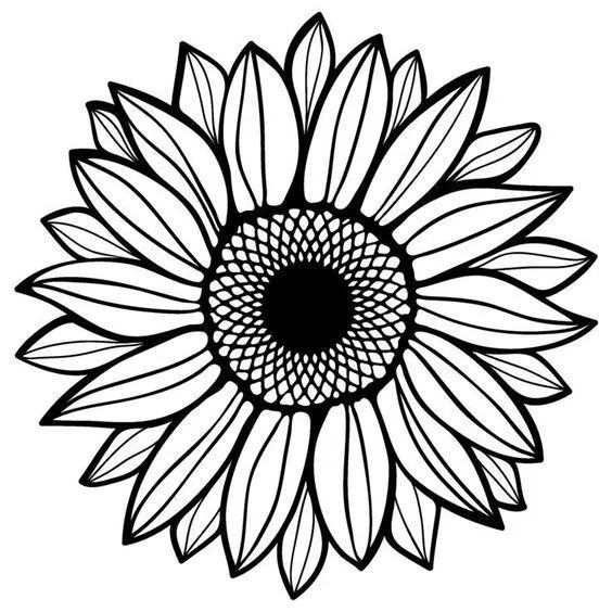 Kumpulan Gambar Bunga Matahari Sketsa Terbagus dan Terlengkap 31 Gambar Bunga Matahari Sketsa