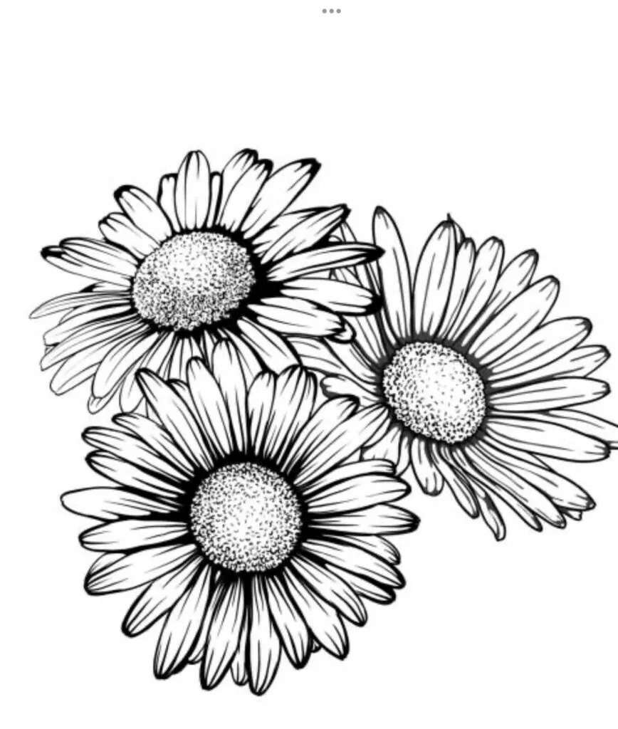 Kumpulan Gambar Bunga Matahari Sketsa Terbagus dan Terlengkap 30 Gambar Bunga Matahari Sketsa