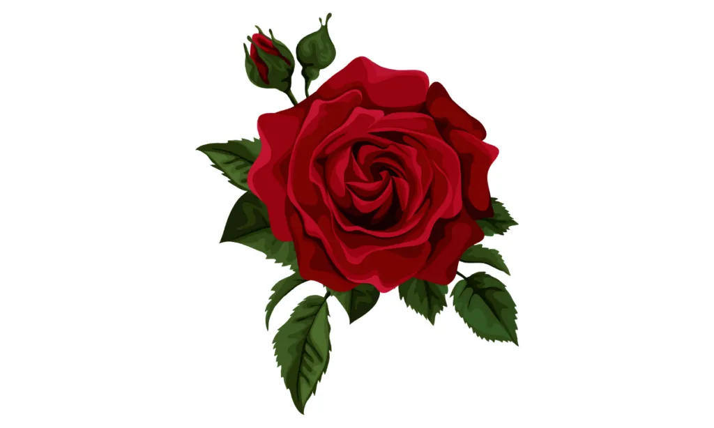 Kumpulan Gambar Bunga Mawar Kartun Terbagus dan Lengkap 14 Gambar Bunga Mawar Kartun