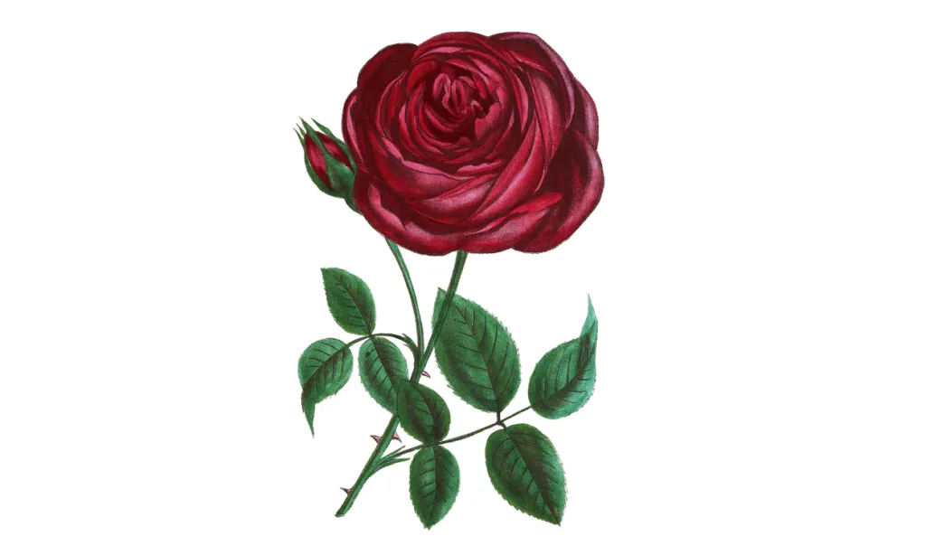 Kumpulan Gambar Bunga Mawar Kartun Terbagus dan Lengkap 5 Gambar Bunga Mawar Kartun