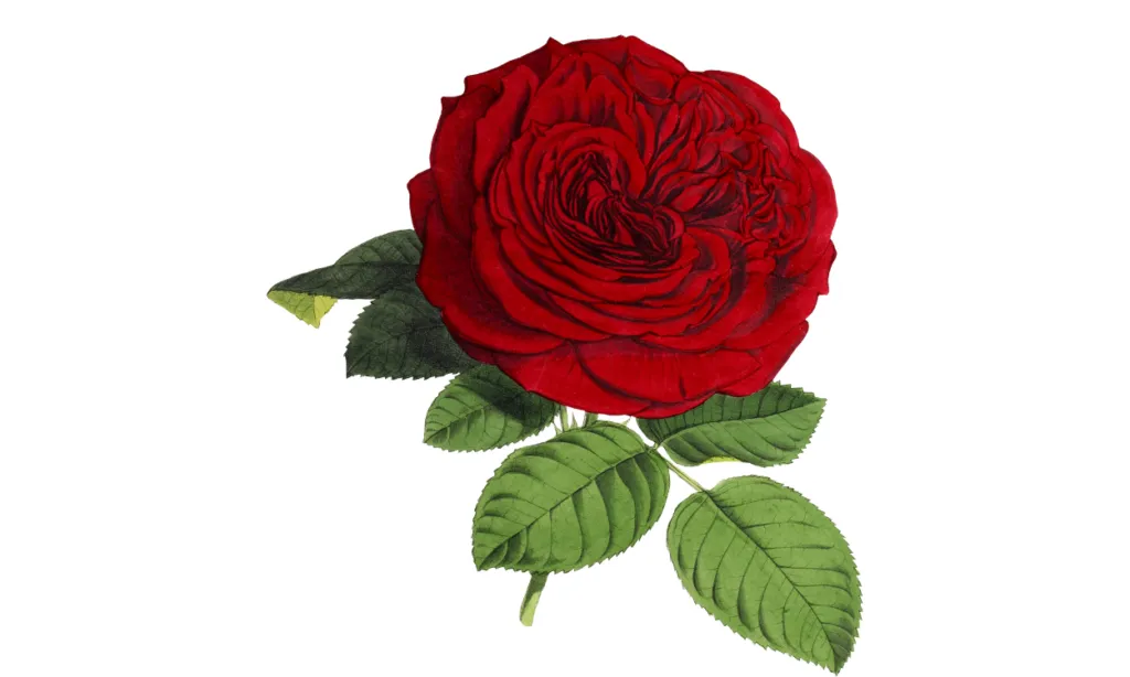 Kumpulan Gambar Bunga Mawar Kartun Terbagus dan Lengkap 9 Gambar Bunga Mawar Kartun