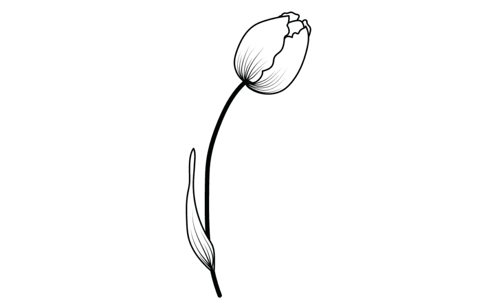 Gambar Bunga Tulip Sketsa