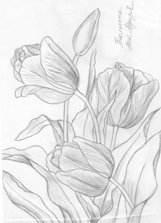 Gambar Bunga Tulip Sketsa