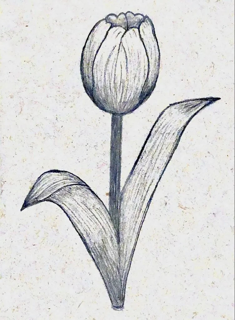 Gambar Bunga Tulip Sketsa
