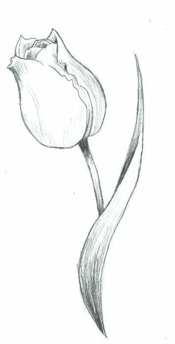 Gambar Bunga Tulip Sketsa