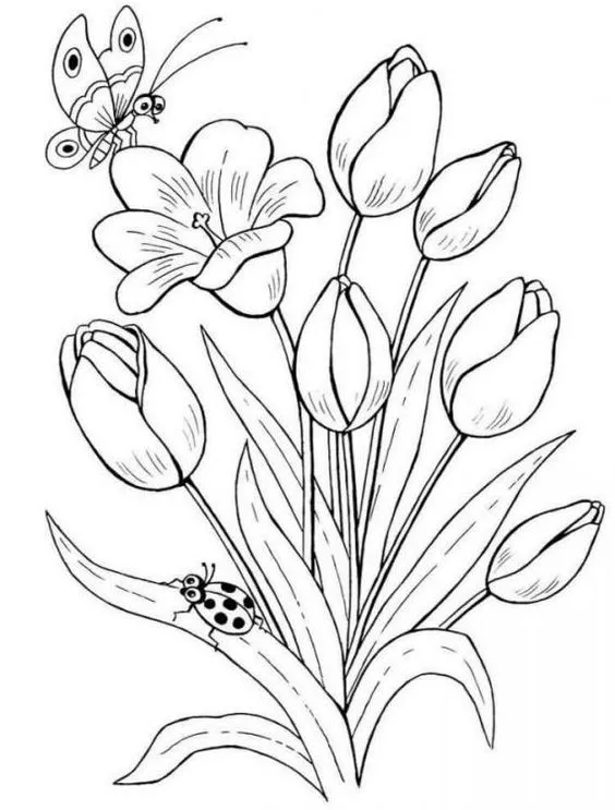 Gambar Bunga Tulip Sketsa