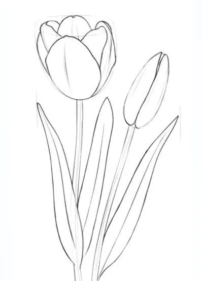 Gambar Bunga Tulip Sketsa