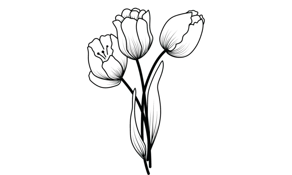 Gambar Bunga Tulip Sketsa
