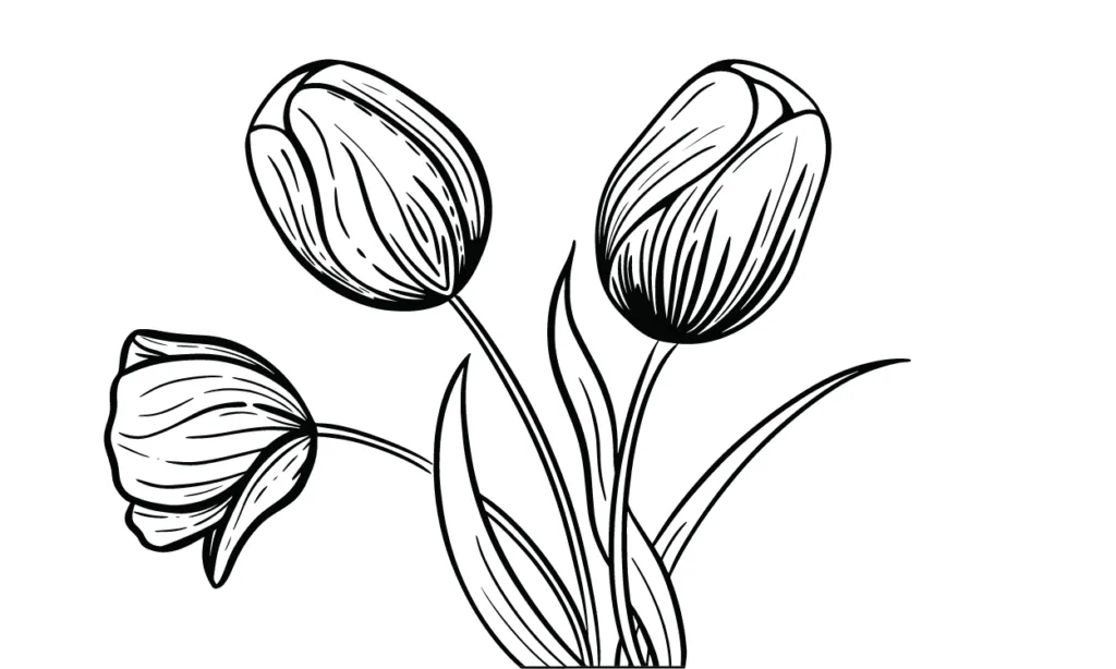 Gambar Bunga Tulip Sketsa
