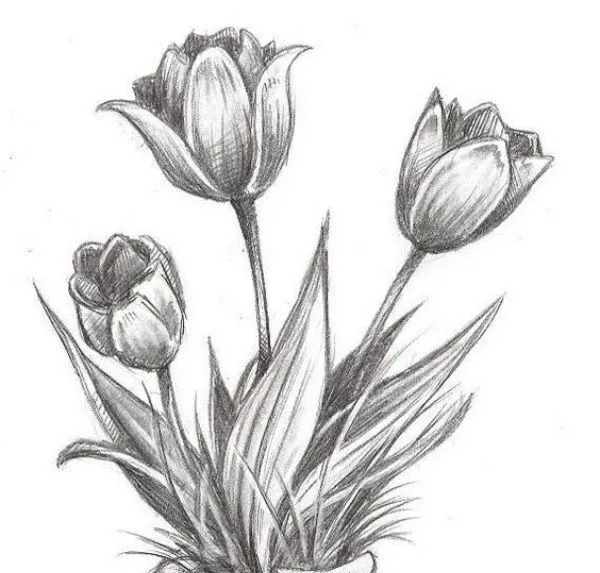 Gambar Bunga Tulip Sketsa