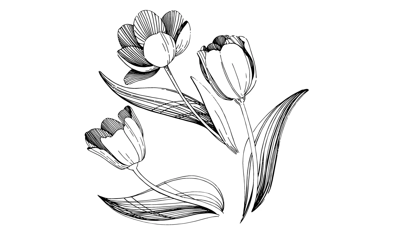Gambar Bunga Tulip Sketsa