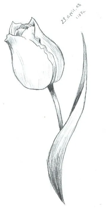 Gambar Bunga Tulip Sketsa