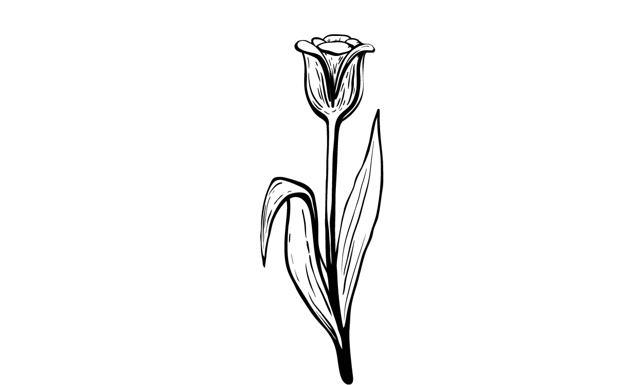 Gambar Bunga Tulip Sketsa