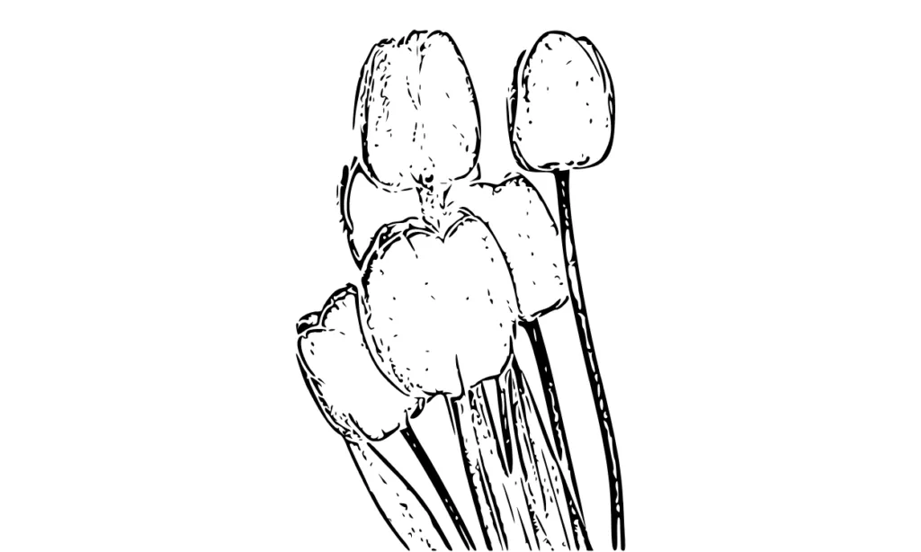 Gambar Bunga Tulip Sketsa