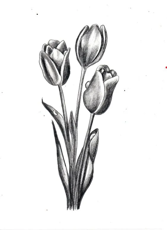 Gambar Bunga Tulip Sketsa