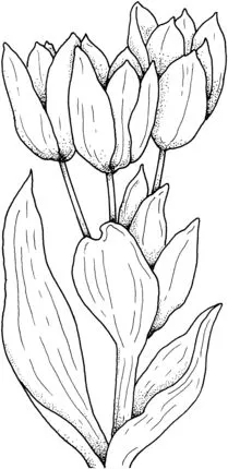 Gambar Bunga Tulip Sketsa