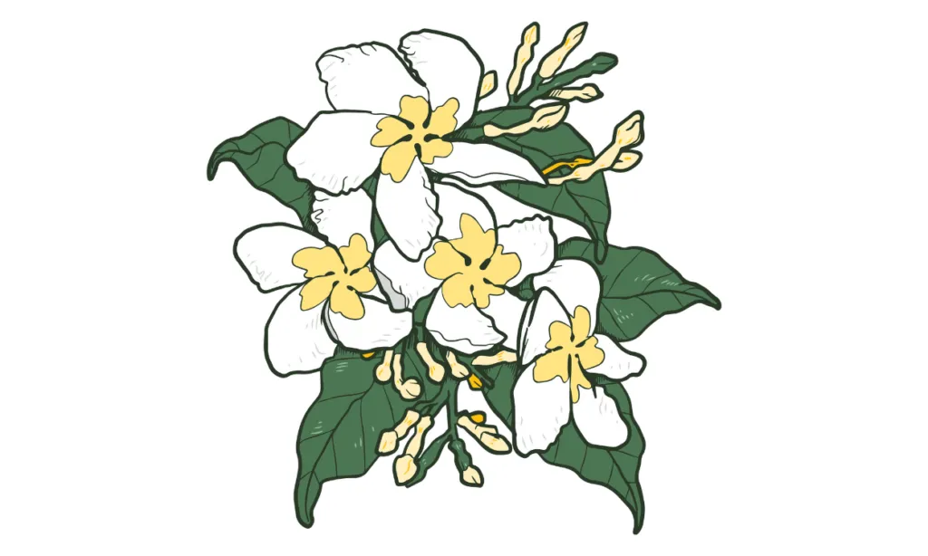 Gambar Bunga Yang Bagus