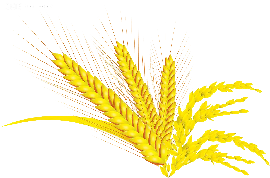 Kumpulan Logo Padi Emas Terbagus dan Paling Menarik 6 Logo Padi Emas